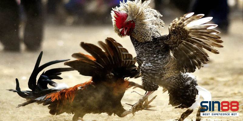 Chơi đá gà Thomo tại nhà cái uy tín sẽ đảm bảo an toàn nhất